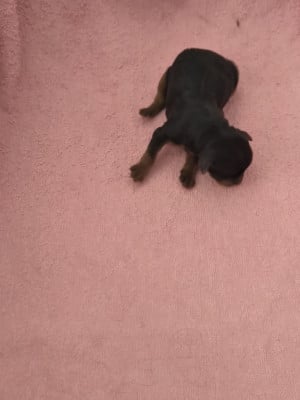 Les chiots de Yorkshire Terrier