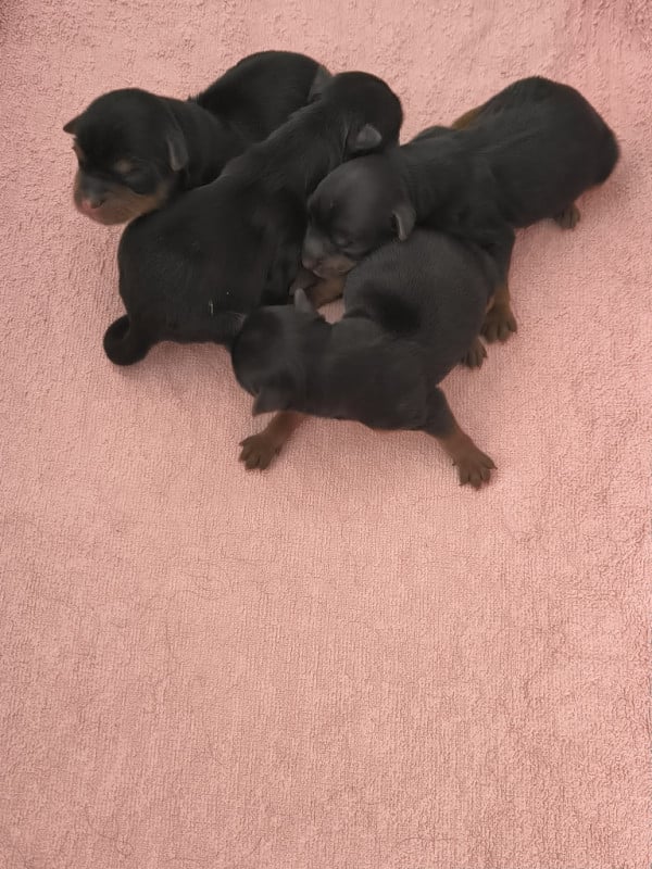 Yorkshire Terrier - du hameau de la preuille