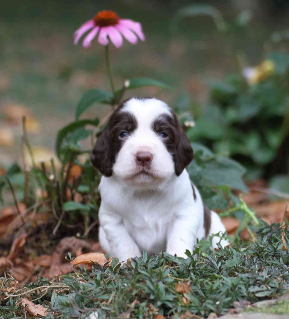 Accueil Elevage In Shade Of Pure Eleveur De Chiens English Springer Spaniel