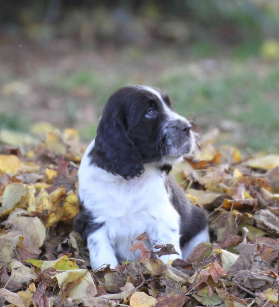 Femelle De Chien De Chasse 4 Lettres