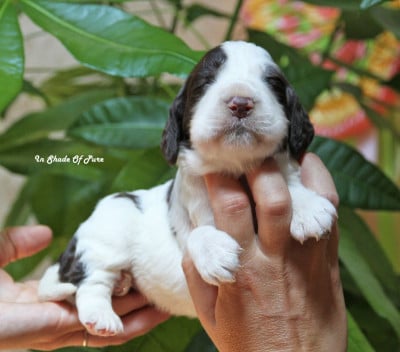 Les chiots de English Springer Spaniel