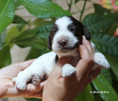 Les chiots de English Springer Spaniel