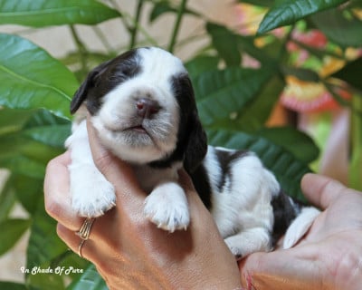 Les chiots de English Springer Spaniel