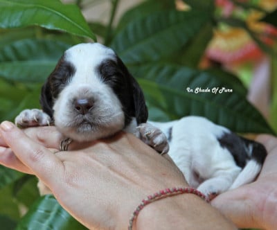 Les chiots de English Springer Spaniel