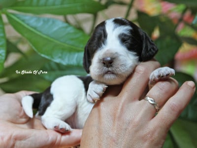 Les chiots de English Springer Spaniel