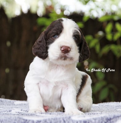 Les chiots de English Springer Spaniel