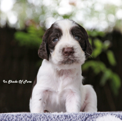 Les chiots de English Springer Spaniel