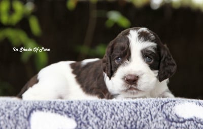 Les chiots de English Springer Spaniel