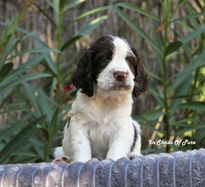 Les chiots de English Springer Spaniel