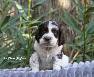 Les chiots de English Springer Spaniel