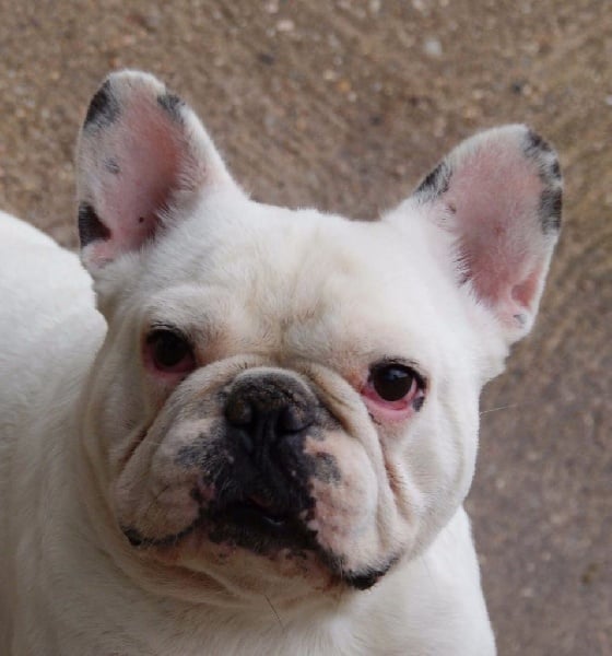 Publication : des Gamins de Rubis Auteur : Fabienne Thomas