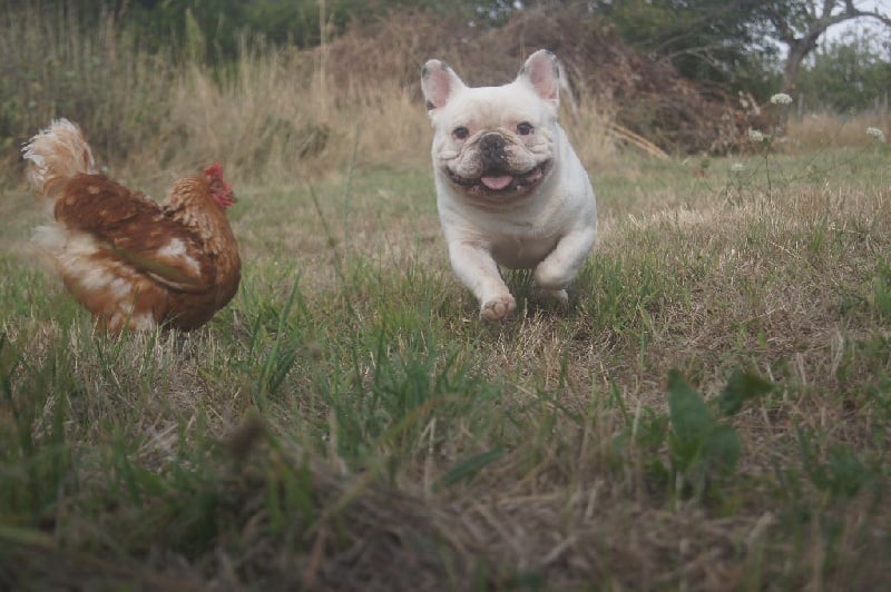 Publication : des Gamins de Rubis Auteur : Fabienne Thomas