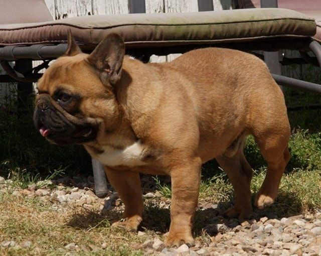 Publication : du domaine de Bodaway Auteur : cité des tendres molosses