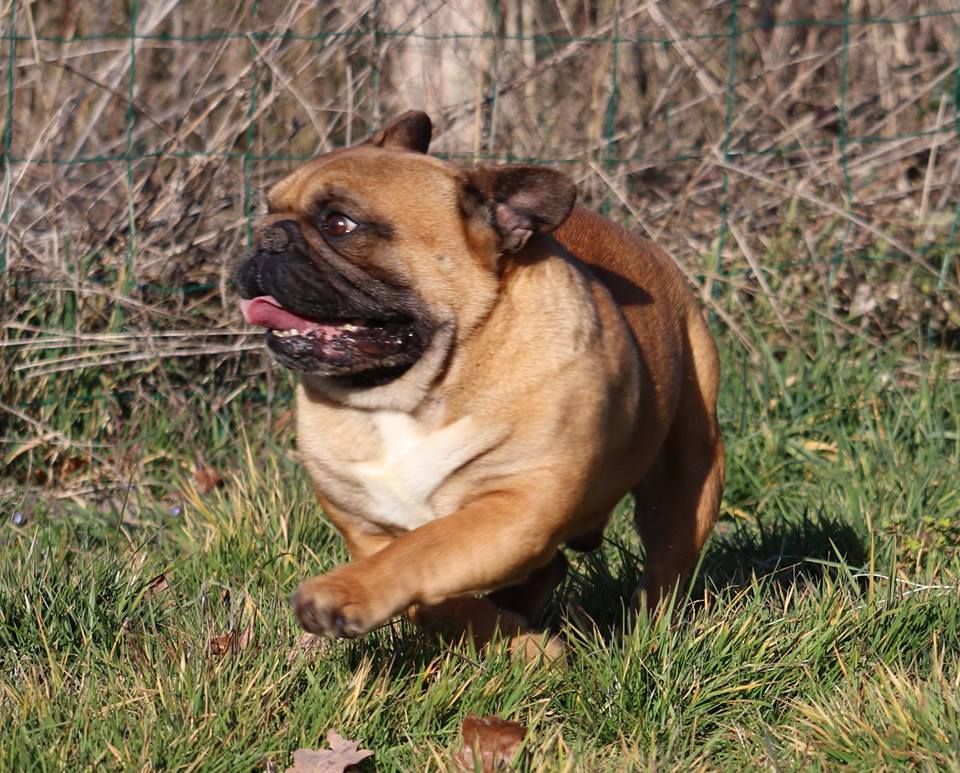 Publication : du domaine de Bodaway Auteur : cité des tendres molosses