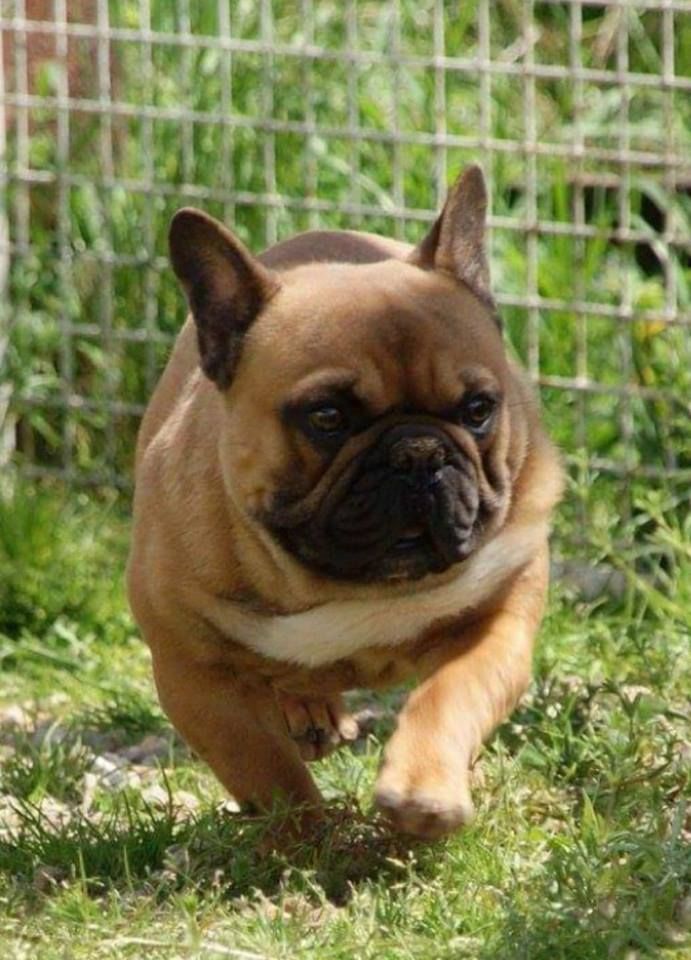 Publication : du domaine de Bodaway Auteur : cité des tendres molosses