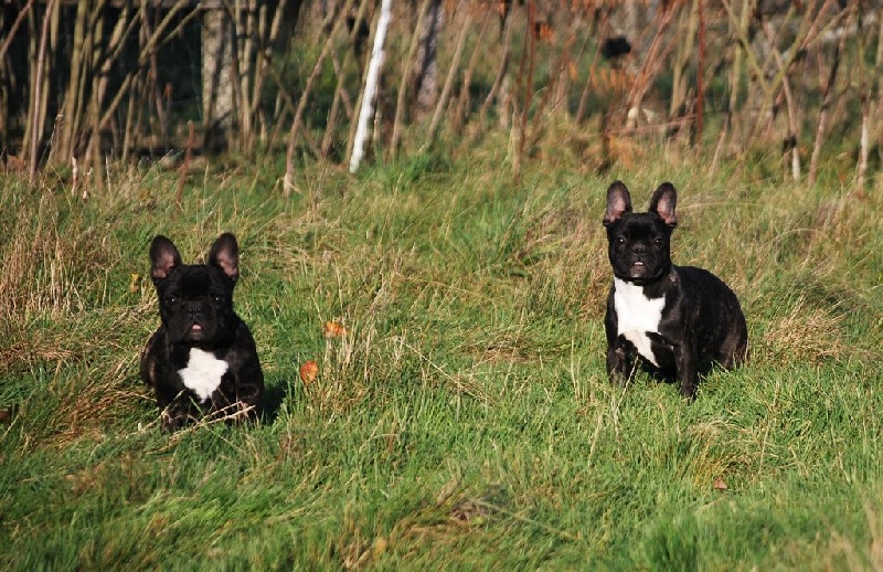 Jivenchy des Gamins de Rubis