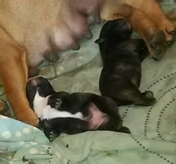 Jivenchy des Gamins de Rubis