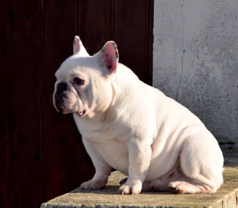 Publication : des Gamins de Rubis Auteur : Fabienne Thomas