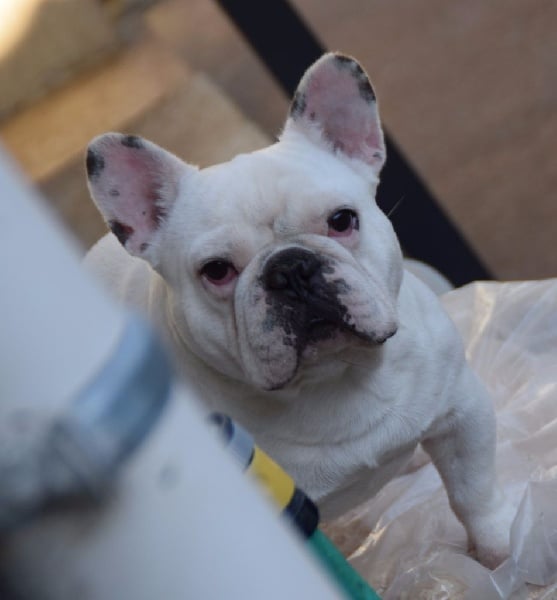 Publication : des Gamins de Rubis Auteur : Fabienne Thomas