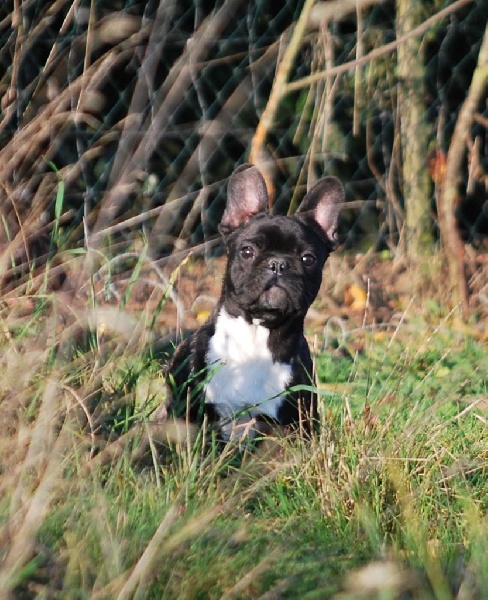 Jivenchy des Gamins de Rubis