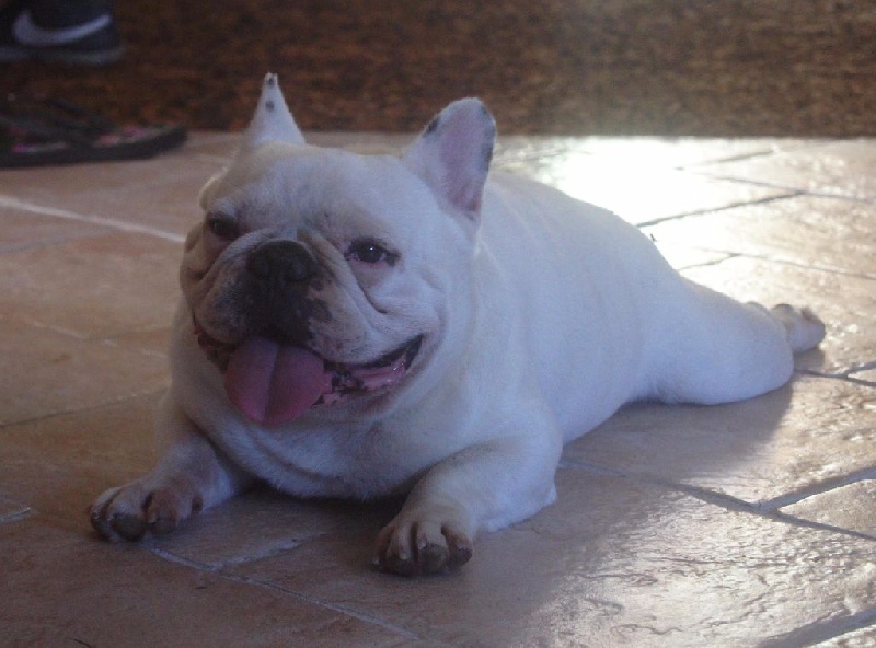 Publication : des Gamins de Rubis Auteur : Fabienne Thomas