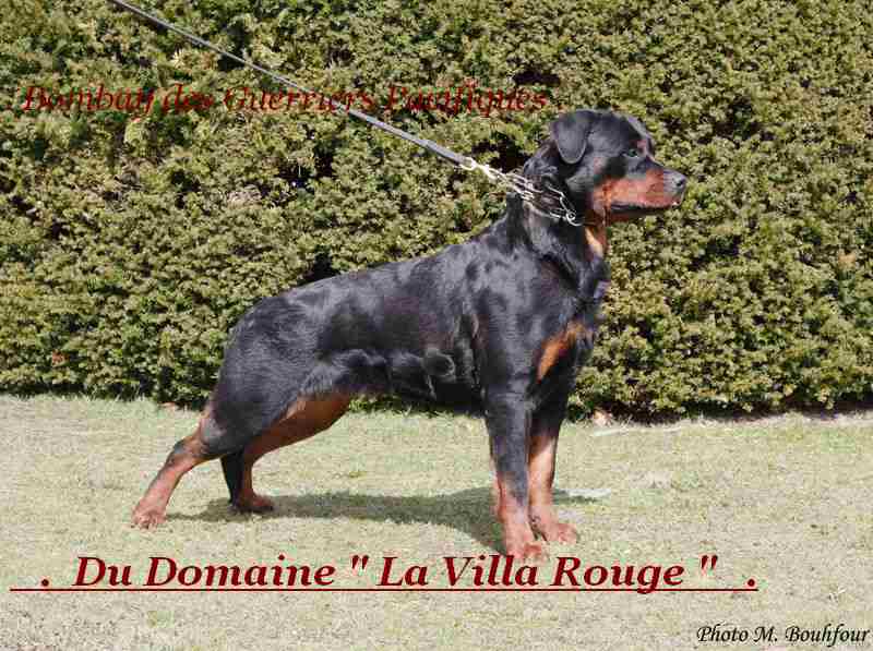 Publication : von Cadurcorum