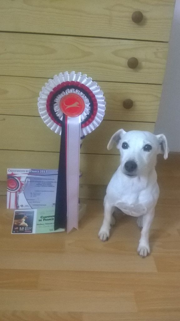 Bahia du Domaine de la Clairiere aux Loups - 1 EXC Championne Vétéran