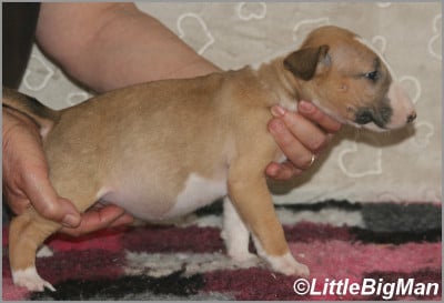 Les chiots de Bull Terrier