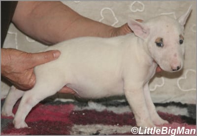 Les chiots de Bull Terrier