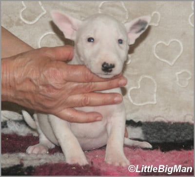 Les chiots de Bull Terrier