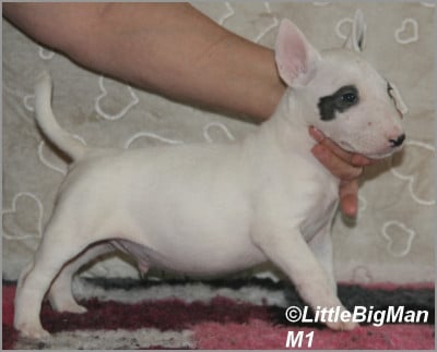 Les chiots de Bull Terrier