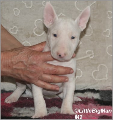 Les chiots de Bull Terrier