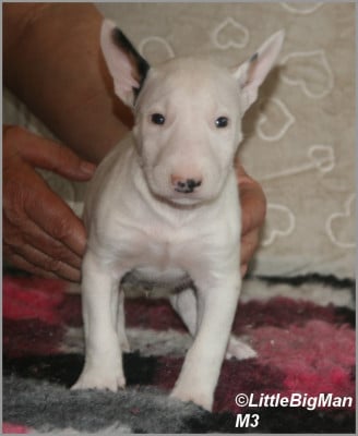 Les chiots de Bull Terrier