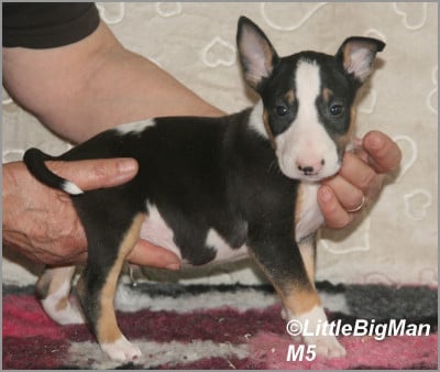 Les chiots de Bull Terrier