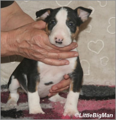 Les chiots de Bull Terrier