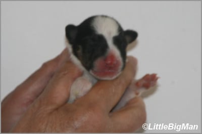 Les chiots de Bull Terrier