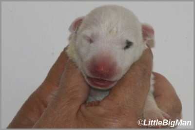 Les chiots de Bull Terrier
