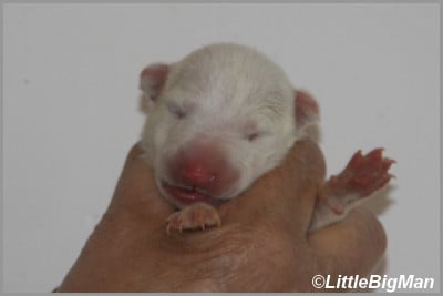 Les chiots de Bull Terrier