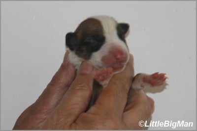 Les chiots de Bull Terrier