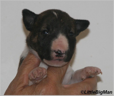 CHIOT 3 - Bull Terrier