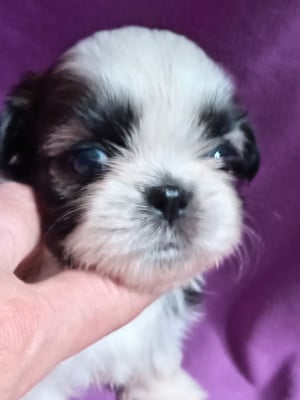 Les chiots de Shih Tzu