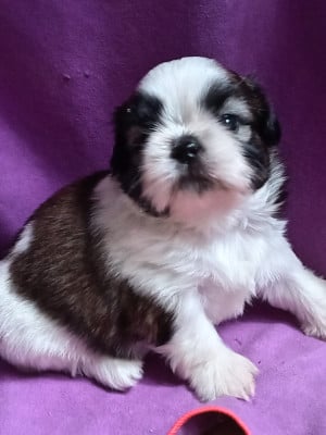 Les chiots de Shih Tzu
