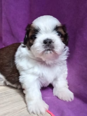 Les chiots de Shih Tzu