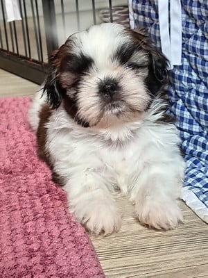 Les chiots de Shih Tzu
