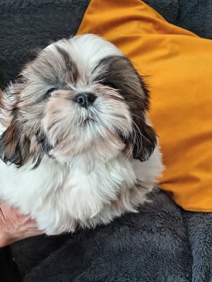 Les chiots de Shih Tzu