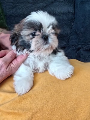 Les chiots de Shih Tzu