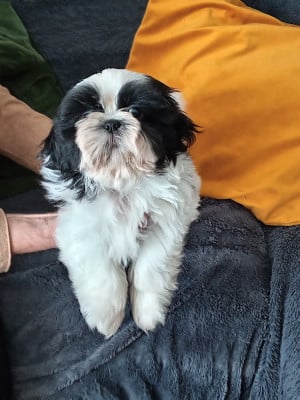 Les chiots de Shih Tzu