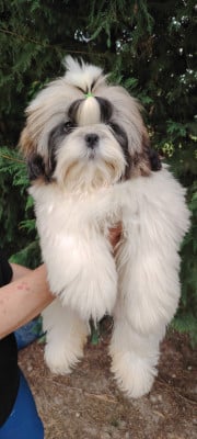 Les chiots de Shih Tzu