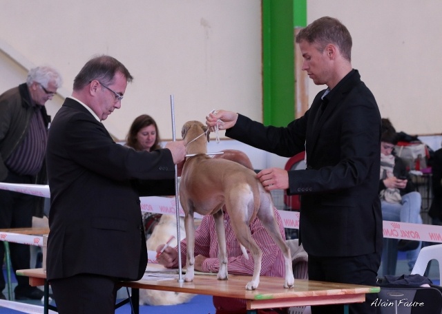 boxing helena's Kode romeo - CACS