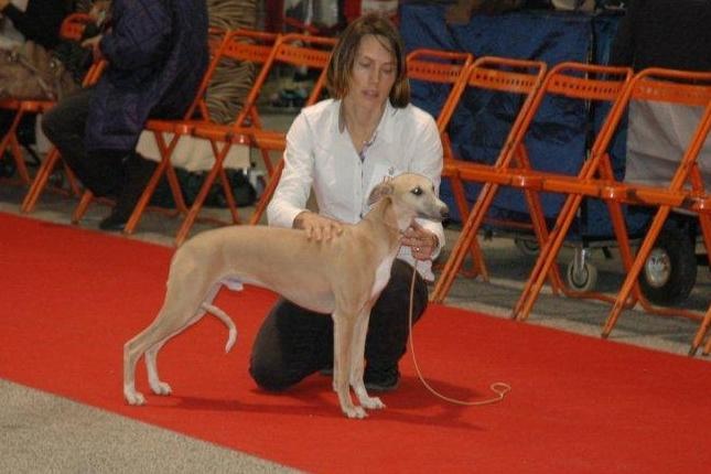 boxing helena's Kode romeo - Très prometteur classe Puppy